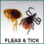 Fleas & Ticks