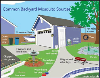 Mosquito Breeding Sources