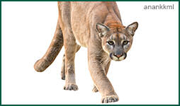 Mountain Lion, Puma, Bobcat