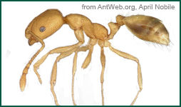 Pharoah Ant