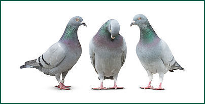 Bird Control Services from Envirotrol Pest Control Management