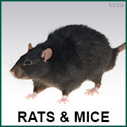 Rats & Mice